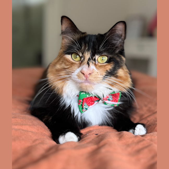 Photo of Gigi