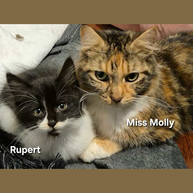 Photo of Miss Molly 