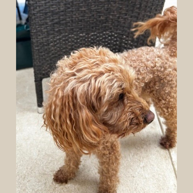 Photo of Buddy