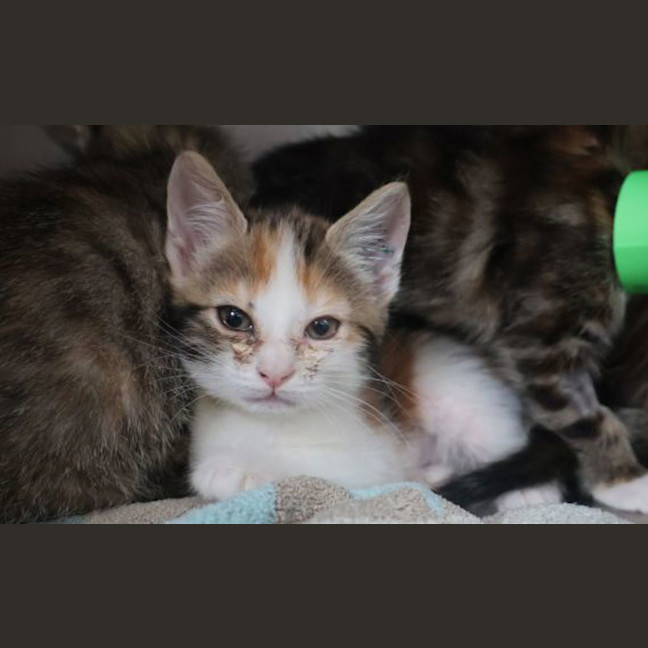 Photo of Fig