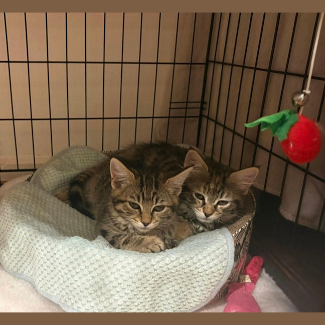 Photo of Peach & Plum 