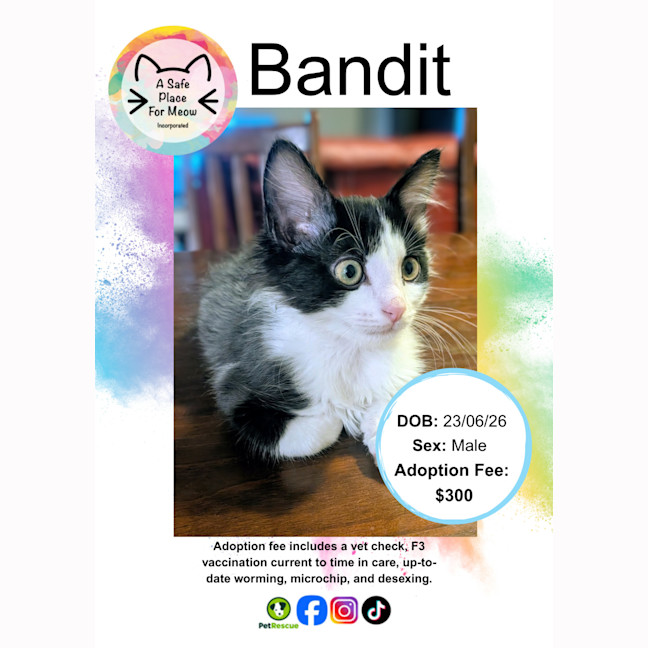 Photo of Bandit