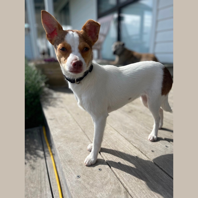 Photo of Dizzy