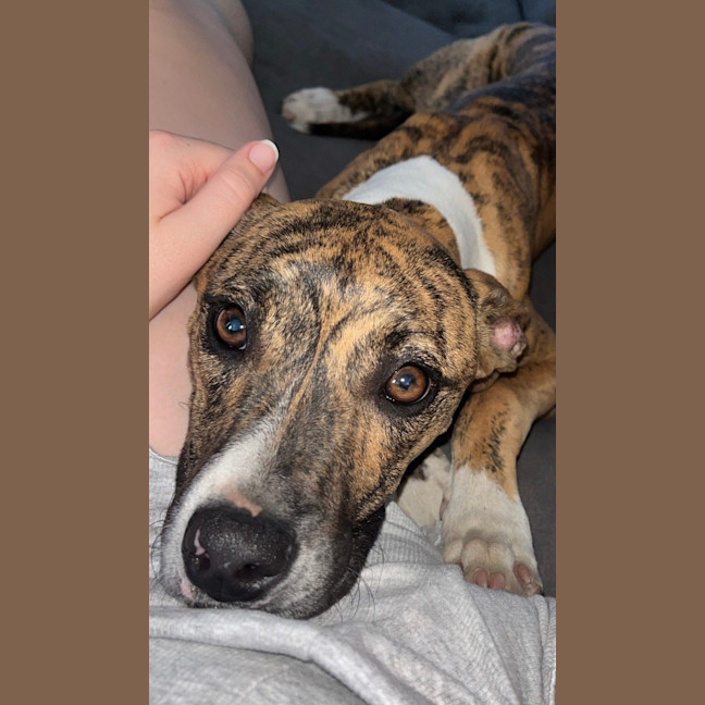 Photo of Poppy   8 Month Old Whippet X Mastiff (Trial)