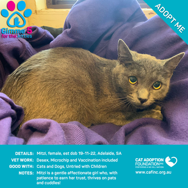 Photo of Mitzi Only $40 Limited Time!