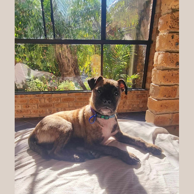 Photo of Diego   3 Month Old Staffy X Pug (Trial