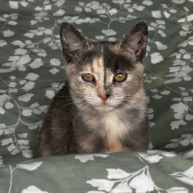 Photo of Stormy