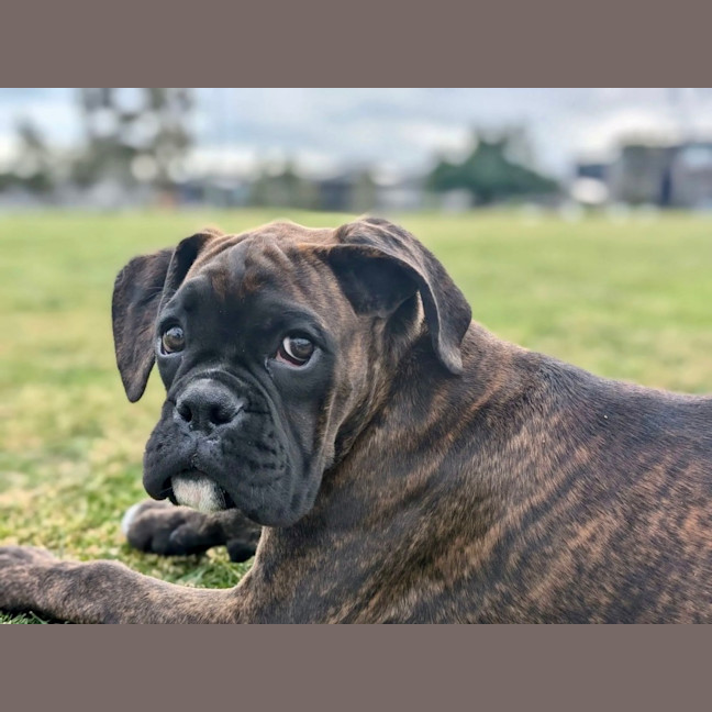 Photo of Baxter