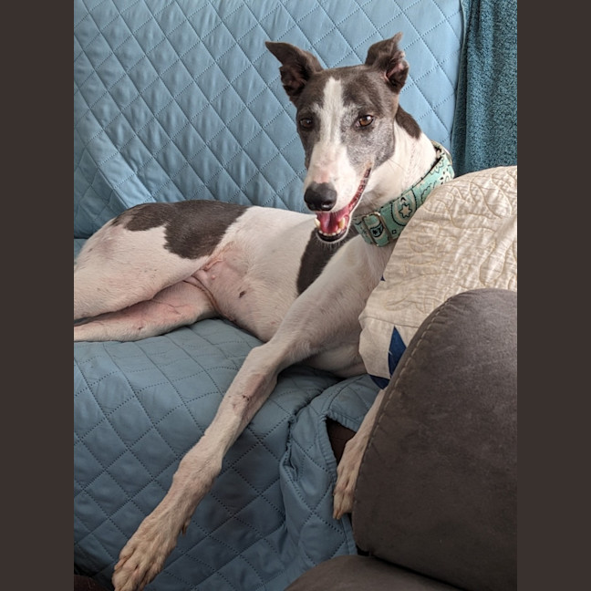 Photo of Flowers, The Greyhound