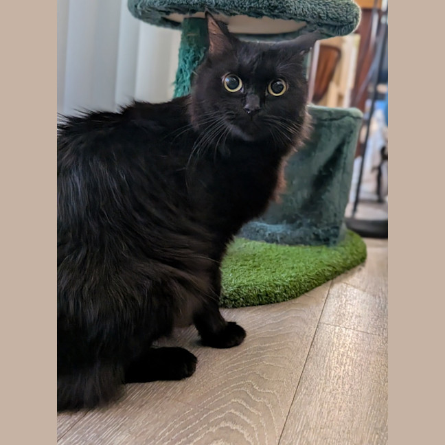 Photo of Velvet