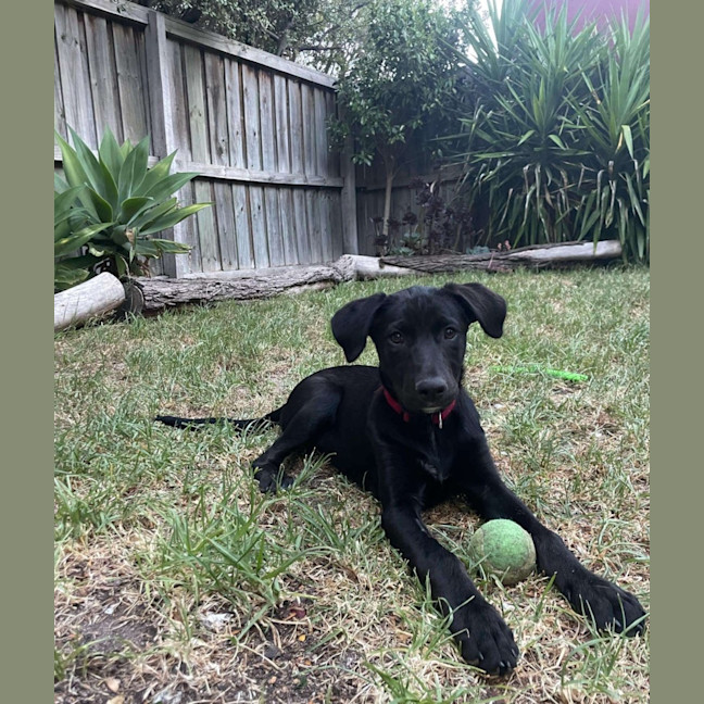 Photo of Gracie