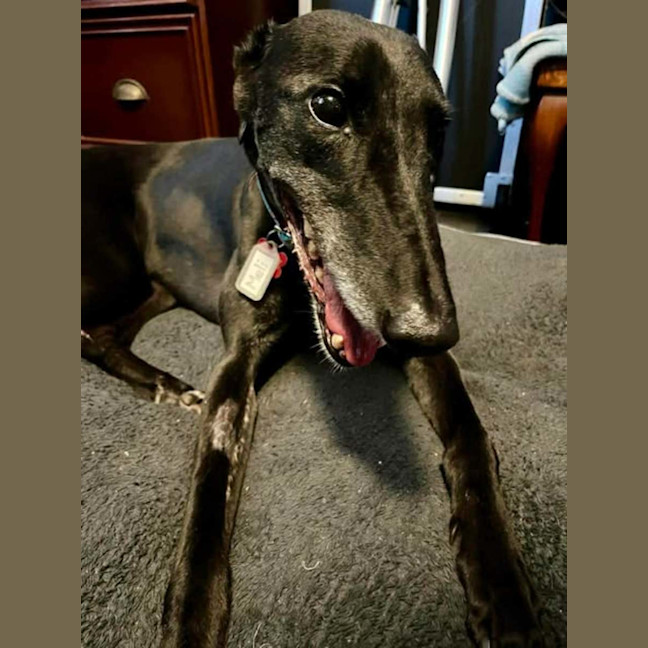 Photo of Meli, The Greyhound