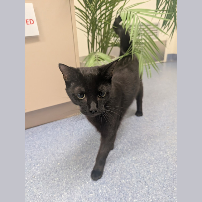 Photo of Mayor Goodway