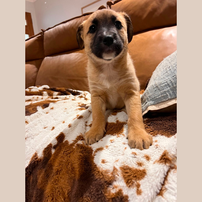 Photo of Nova 