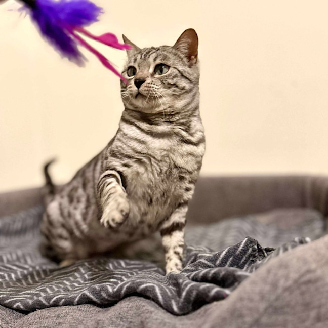 Photo of Cookie Lafufu   Located In Brunswick