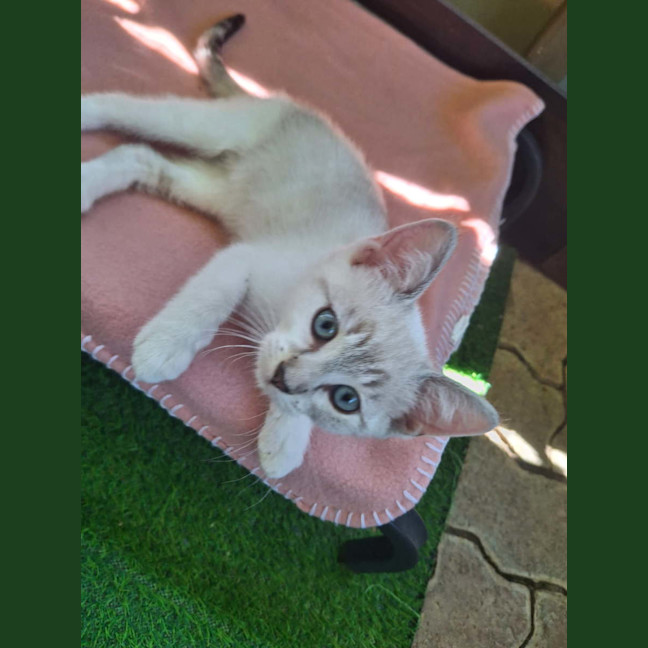 Photo of Gidget (Gigi)