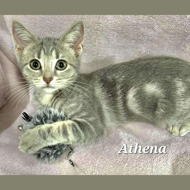 Photo of Athena