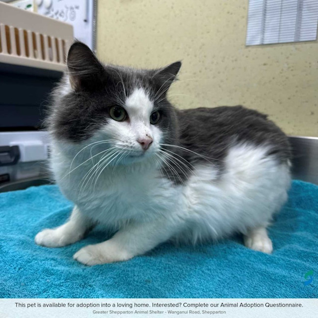 Photo of Basil