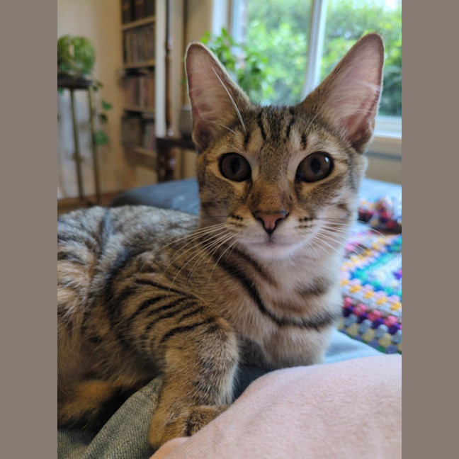 Photo of Nutmeg