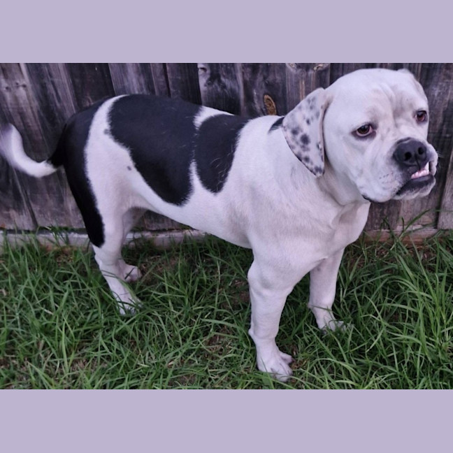 Photo of Puck