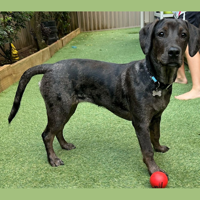 Photo of Charlotte 🌺 13 Month Old, Koolie X Labrador 