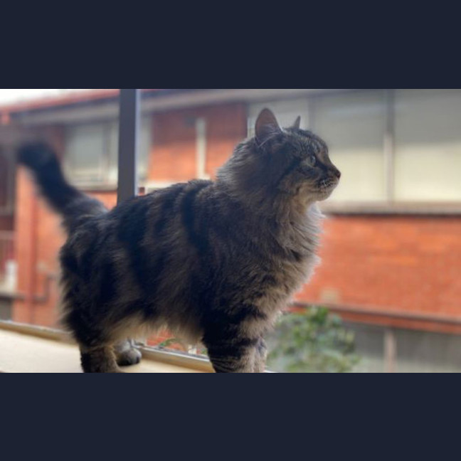 Photo of Juniper