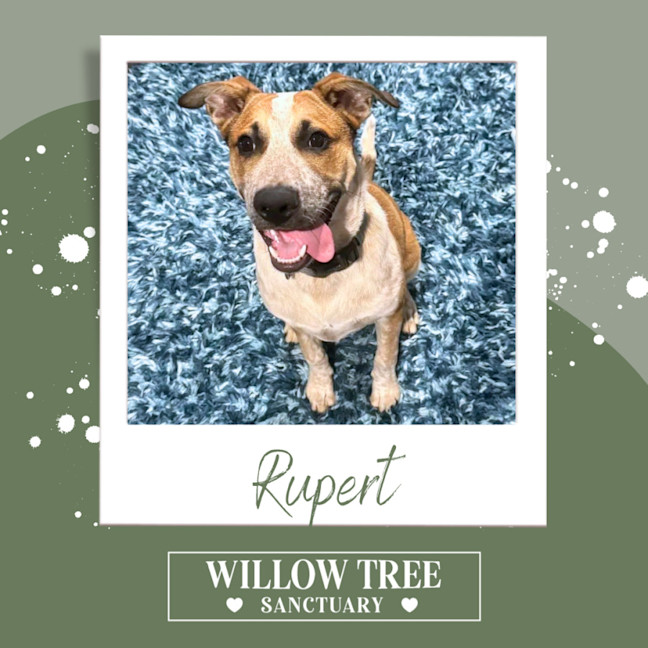 Photo of Rupert
