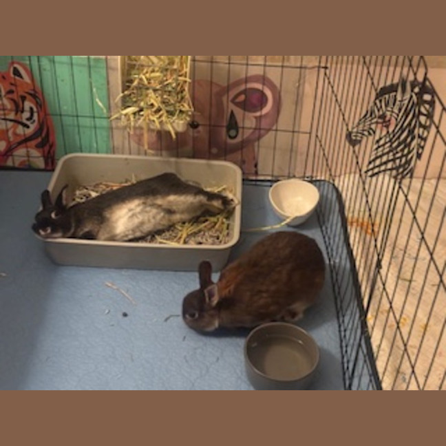 Photo of Pepper And Spice