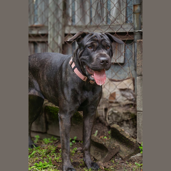 Photo of Briar