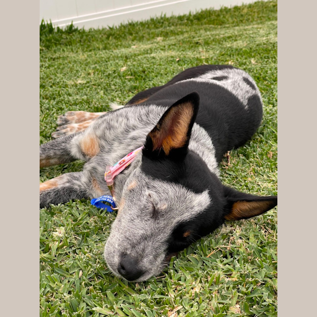 Photo of Zadie   8 Month Old Cattle Dog X (Trial)