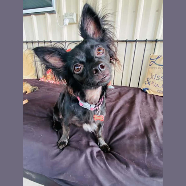 Photo of Missy