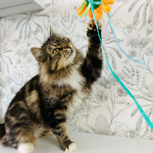 Photo of Honeydew   Located In Preston