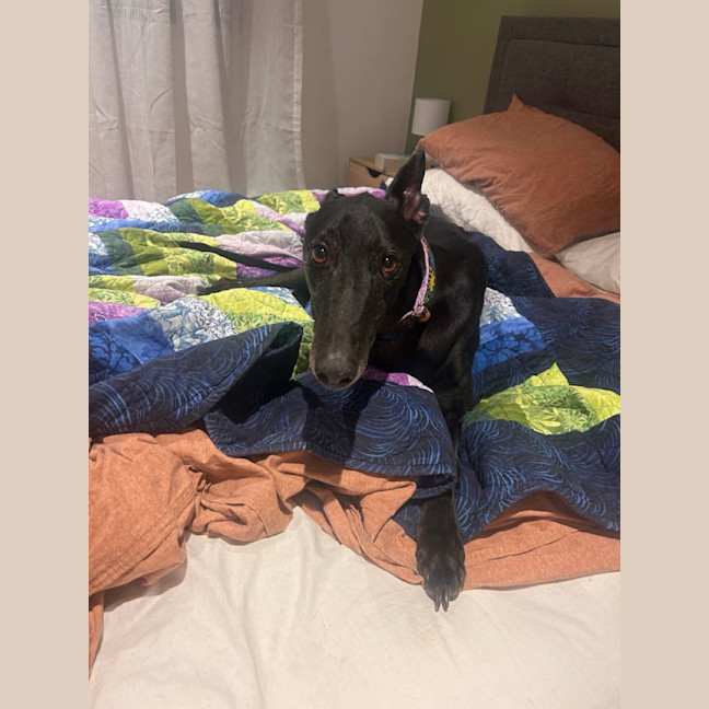 Photo of Bingo, The Greyhound