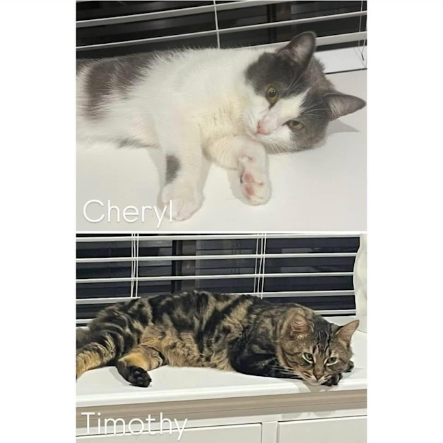 Photo of 11102/3   Cheryl & Timothy