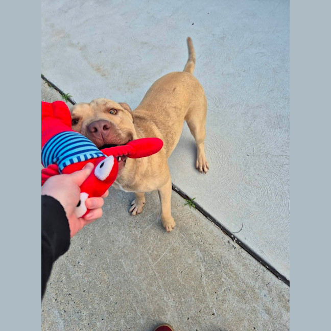 Photo of Dozer! 🐻