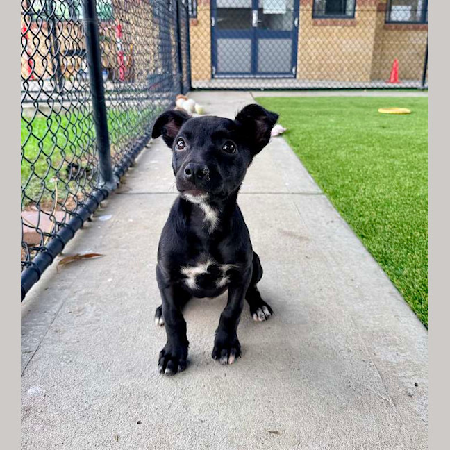 Photo of Ruby