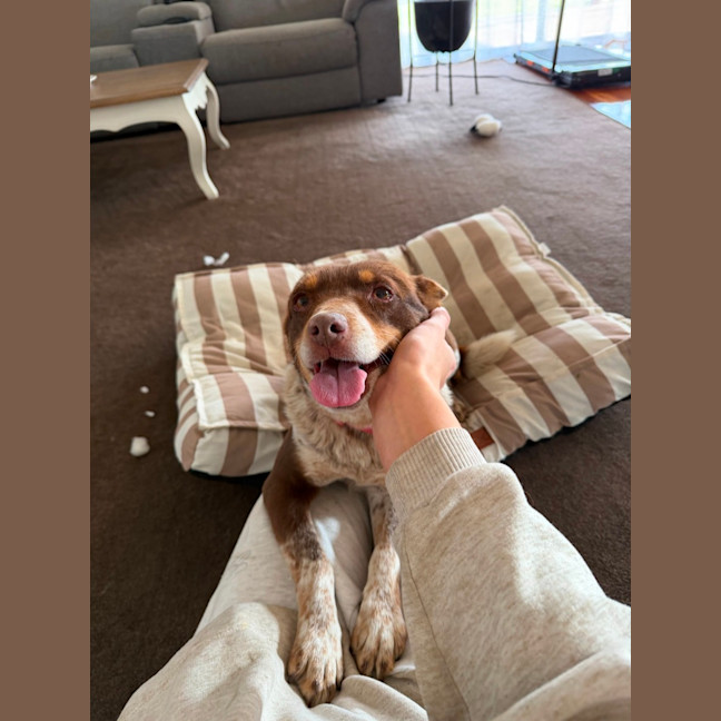 Photo of Baxter