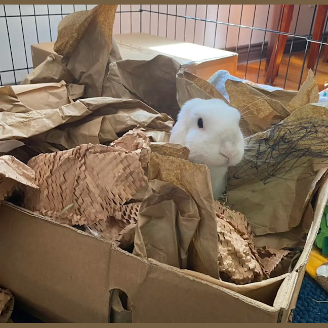 Photo of Kottbulle (W Pollywaffle)