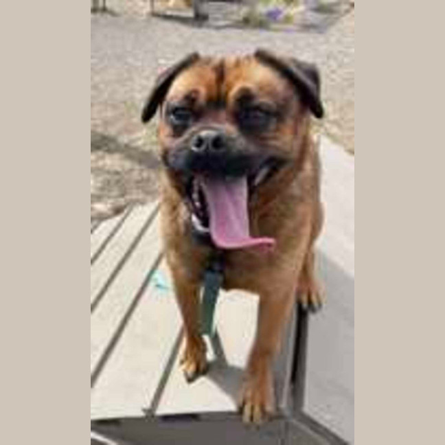 Photo of Peanut (64642)