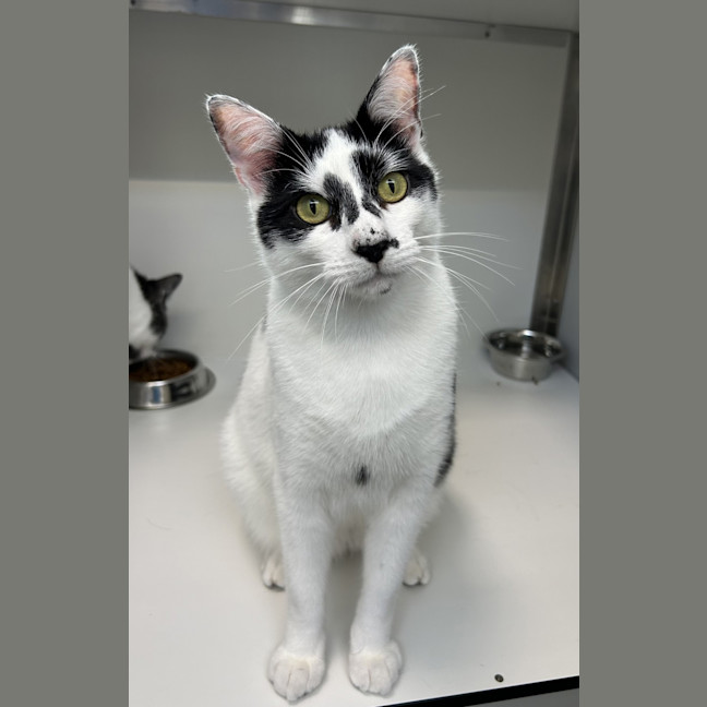 Photo of Oreo (Bonded With Bubbles)