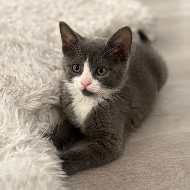 Photo of Ziggy 💙🧶