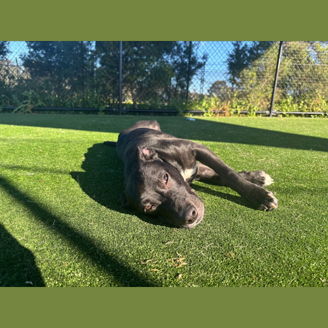 Photo of Baked Bean Imp 1231