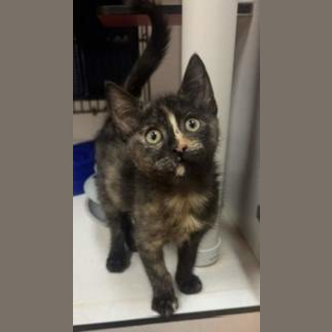 Photo of Shinx
