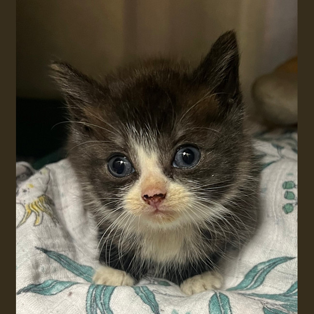 Photo of Lilly Pilly