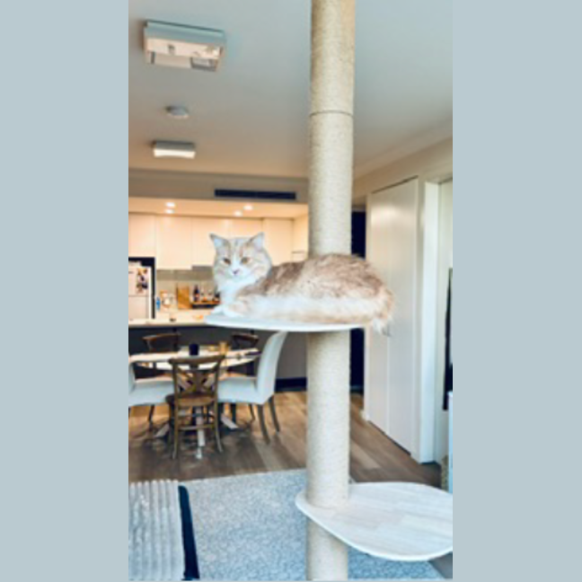 Photo of Marshmallow