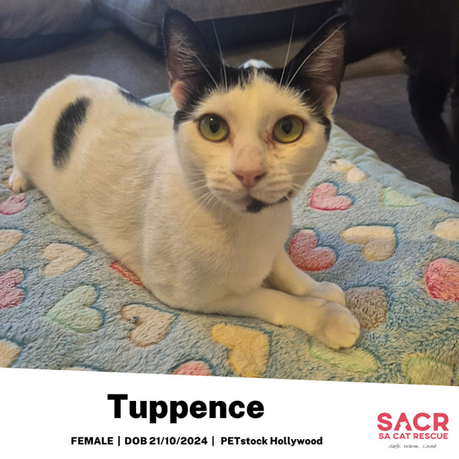 Photo of Tuppence