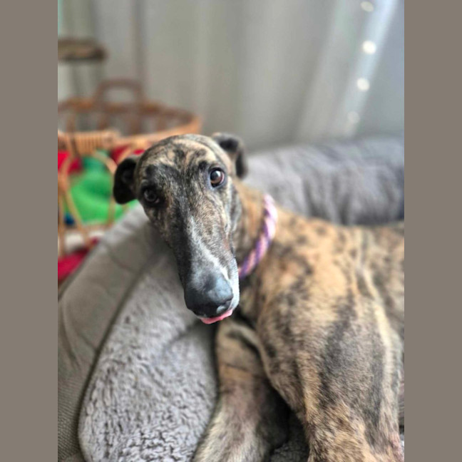 Photo of Teddy, The Greyhound