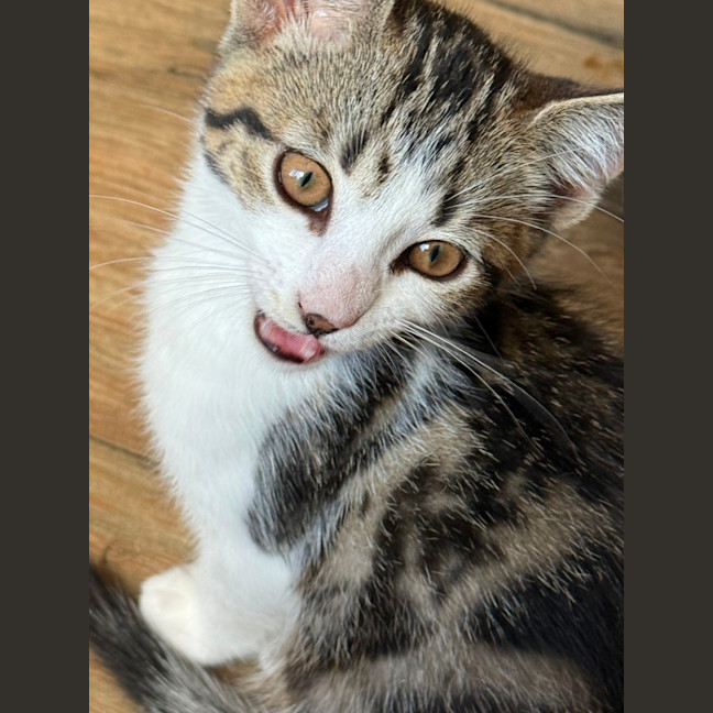 Photo of Herb Meet Me@Petstock Keysborough Store