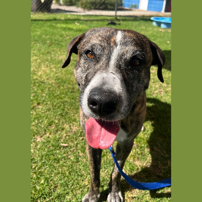 Photo of Lenny (Yeti)