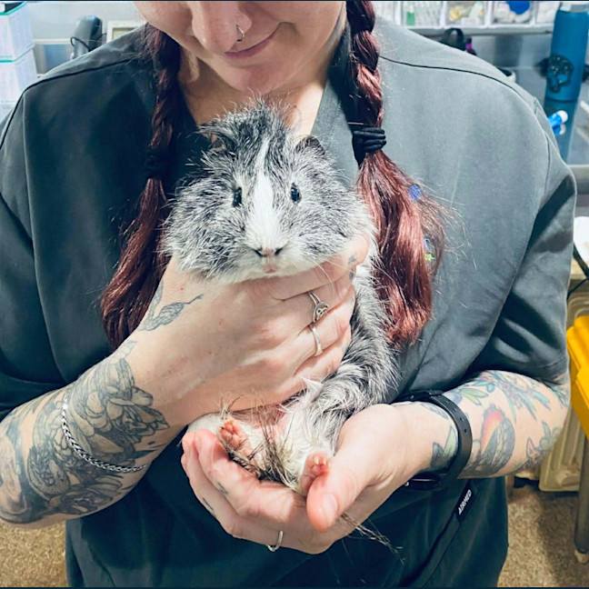 Photo of Scruffy / Chip